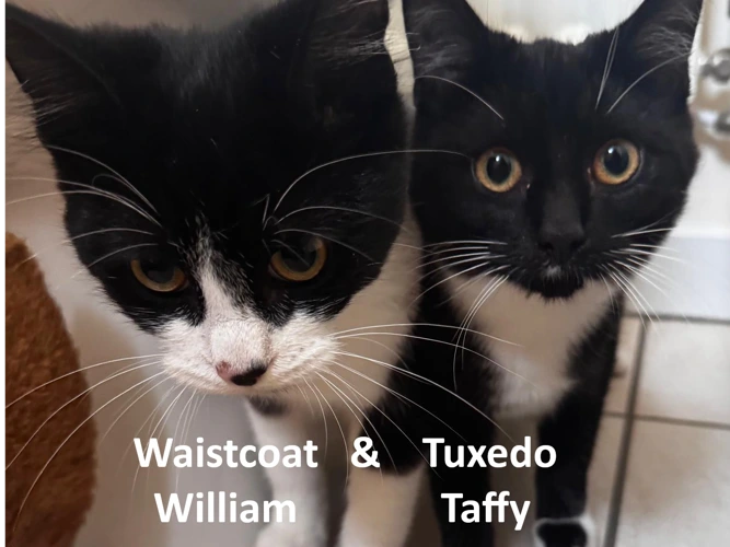 Tuxedo Taffy & Waistcoat William (Direct Rehome)