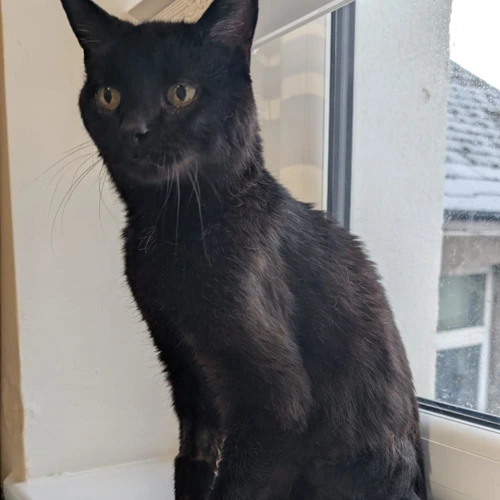Sooty