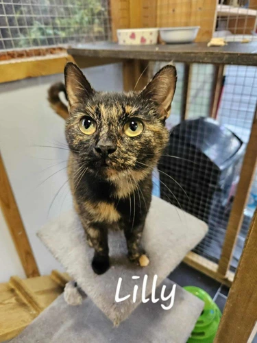 Lilly