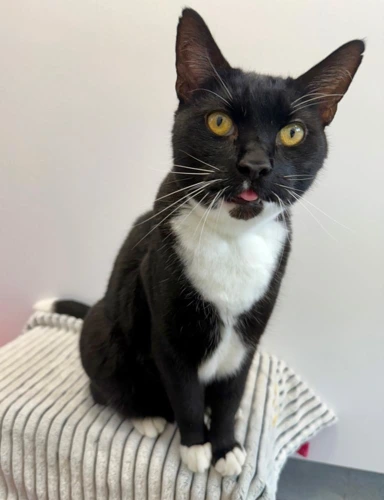 Cornelius
