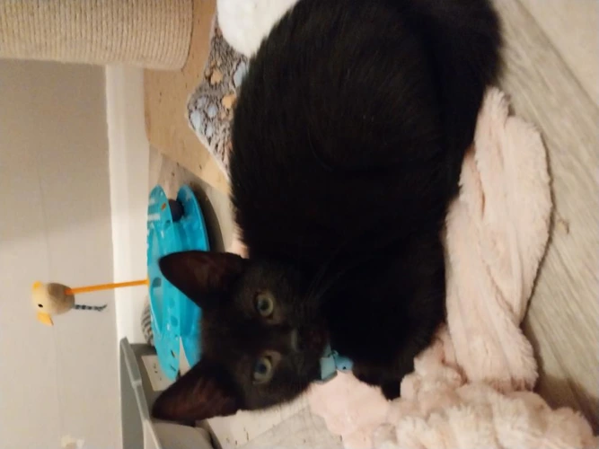 Gomez