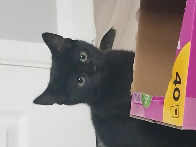 Morticia