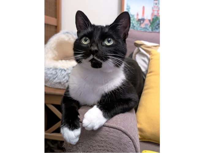 Socks
