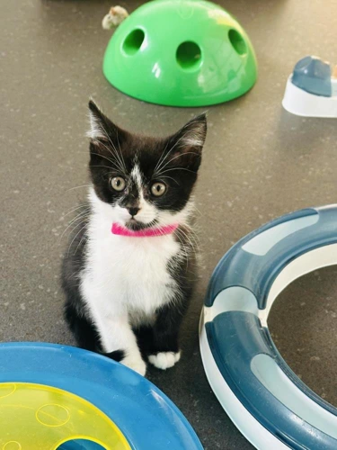 Sky - pink collar