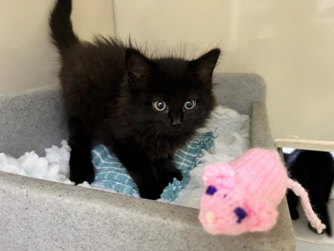 Mimi