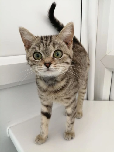 Tortilla
