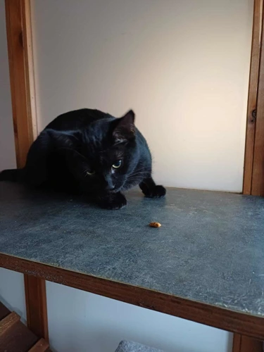 Panther