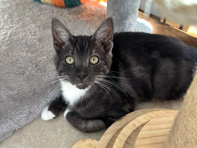 Boots, Felix and Daisy