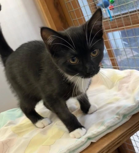Bonnie kitten