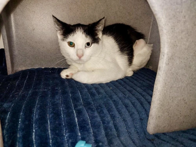 Sky  Lightning  Onyx