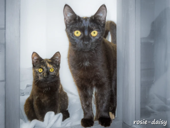 Rosie & Daisy