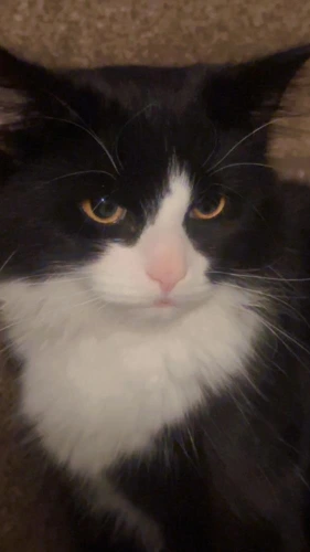 Lucas 9month old male