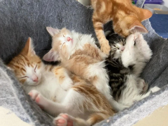 Kittens