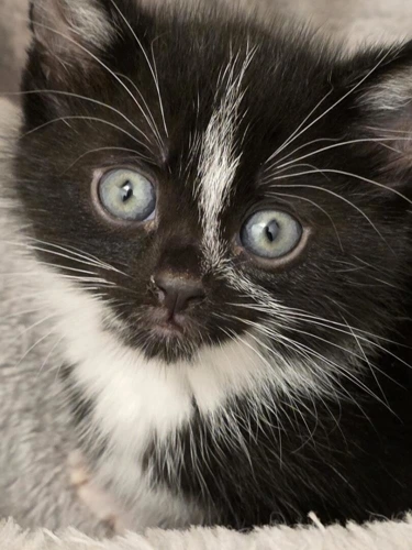 Olive kit 1 Bobby now Hugo