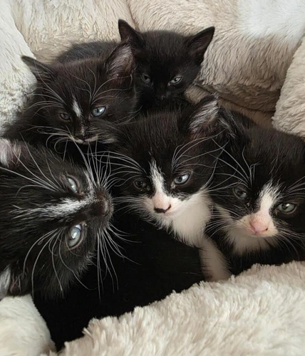 Kitten Waiting list1