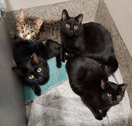 OUTDOOR HOMES  Dart Skedaddle Bolt and Rivet