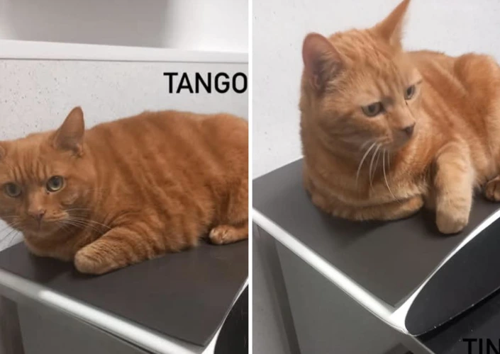 Tango