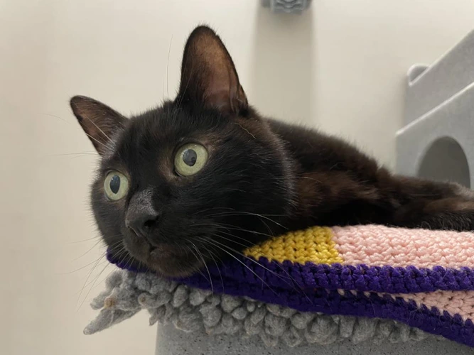 Lord Percy 11yrs male