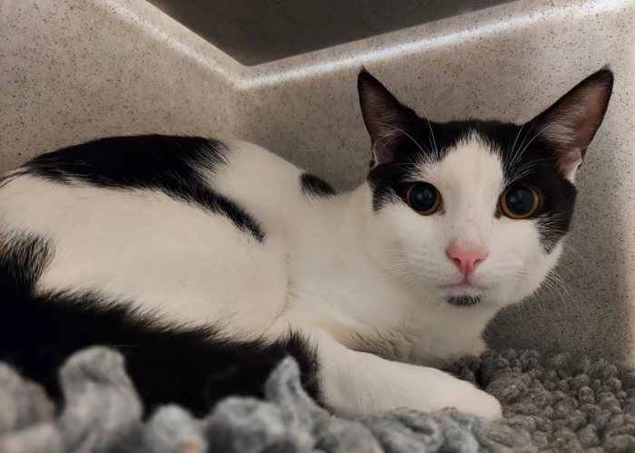 Hamza 18month old male