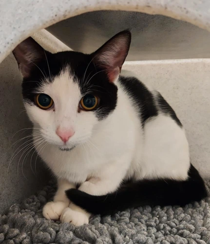 Hamza 18month old male