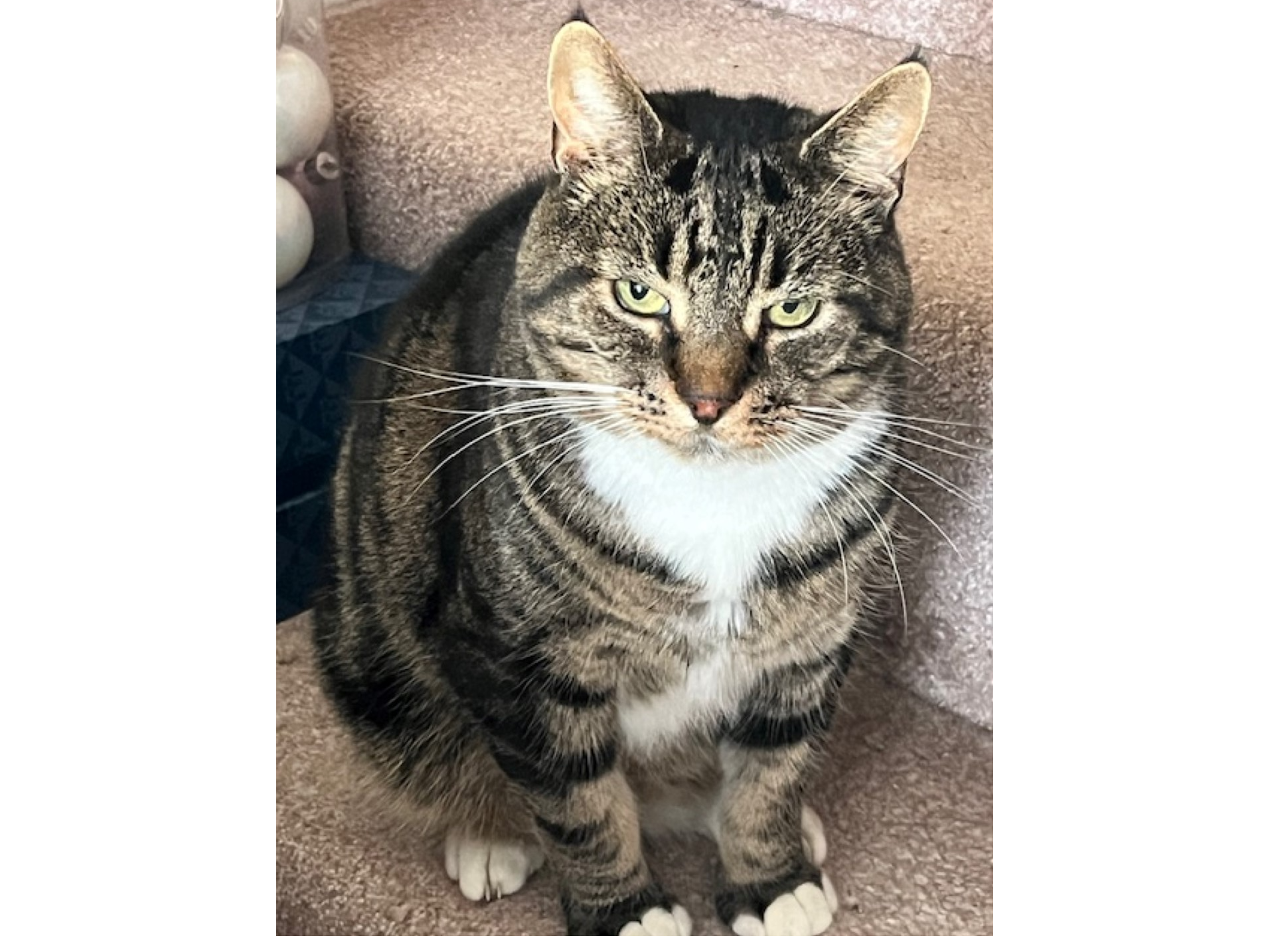 Charlie — Domestic Cat