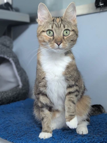 Biscuit
