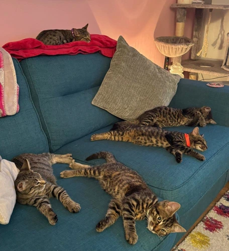 Tabbies