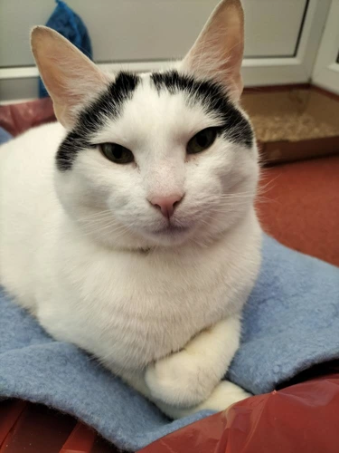 Angel