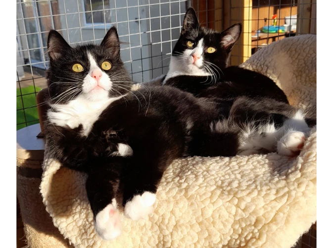 Tiger Lily and Pipsqueak