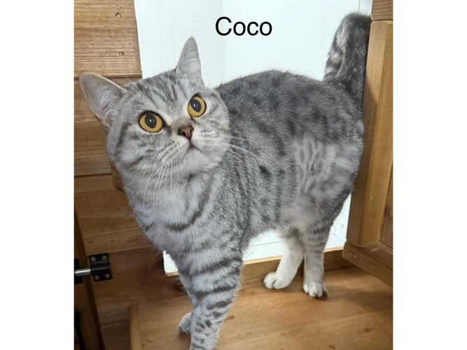 Coco