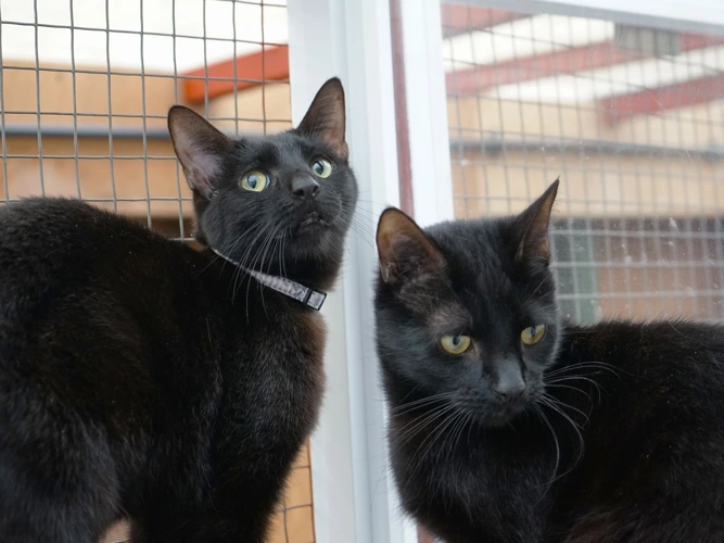 Artemis (Right) and Luna (Left)