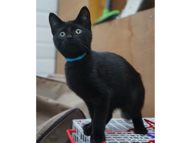 Coco (Green), Smudge (Blue) and Sooty (Yellow)