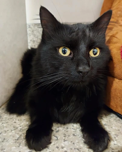 Charlie Doyle 1yr male