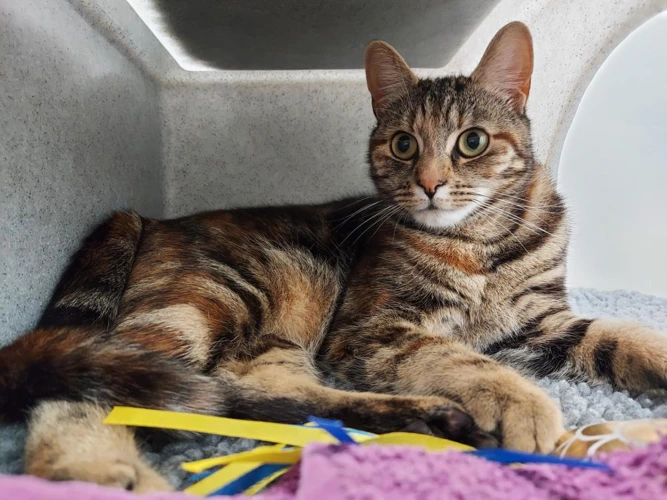 Ruby 1y female