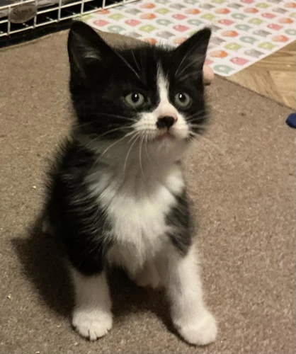 Olive Kit 2 Benny now Dexter