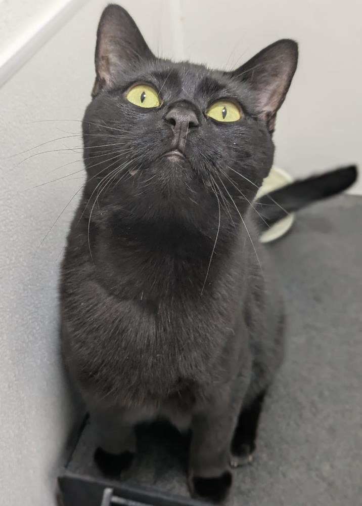 Luna — Domestic Cat