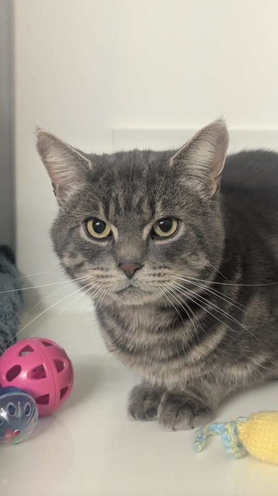 Dexter — Domestic Cat