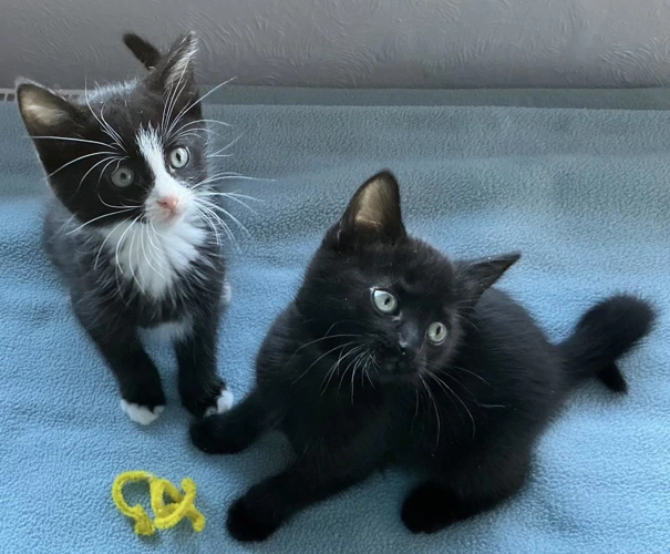 Olive Kits Becky now Cocoa