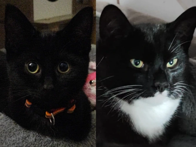 Bernadette and Badger