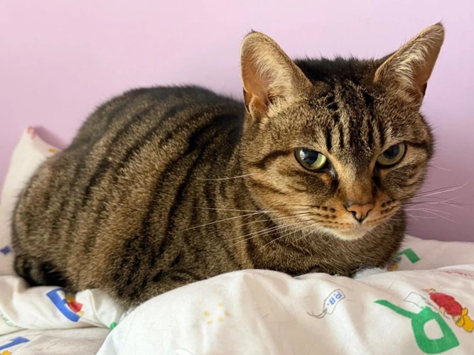 Bella 8 year old Female