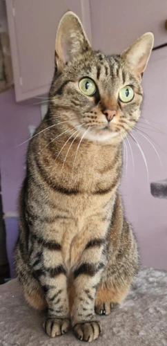 Maggie 8 year old Female