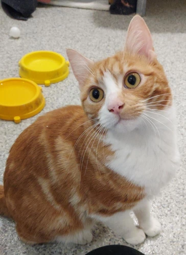 Biscuits 1y old male