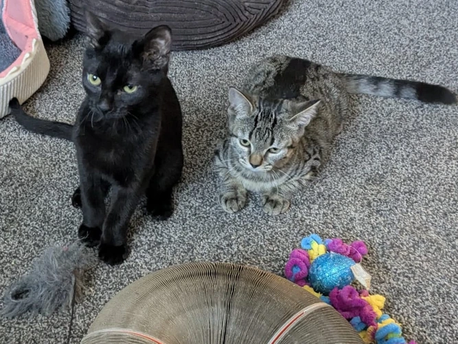 Karoo, Kyzyll and Sonara