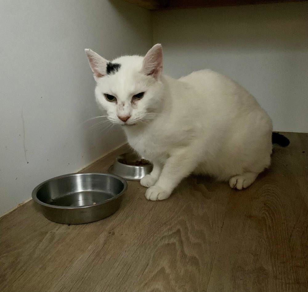 Jenny — Domestic Cat