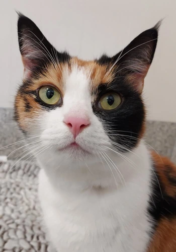 Wednesday 4yrs female