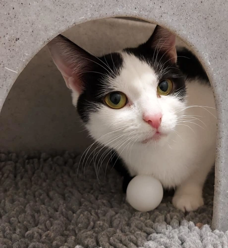 Batoula 10 months female