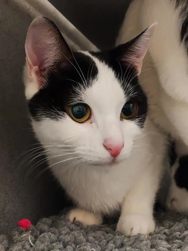 Batoula 10 months female