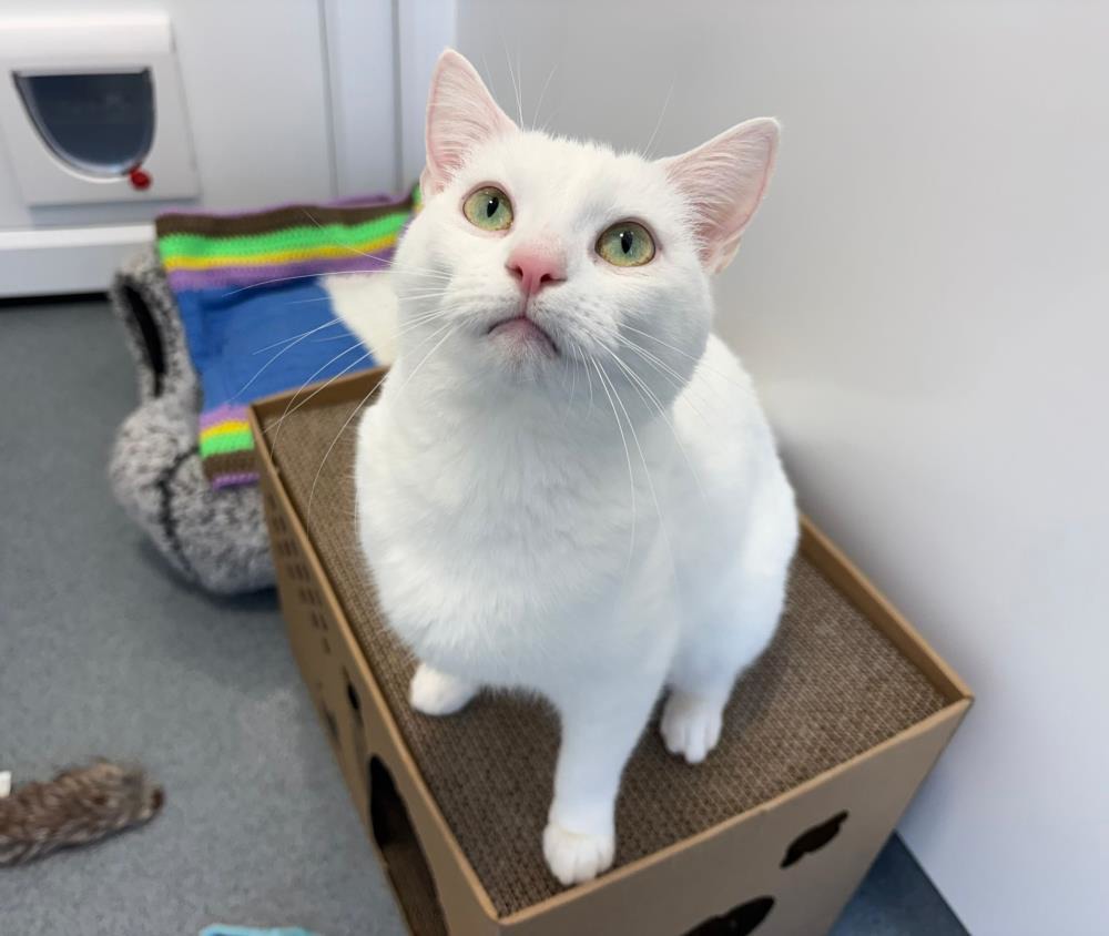 Minx — Domestic Cat