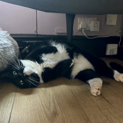 Midnight (+ Freddie)