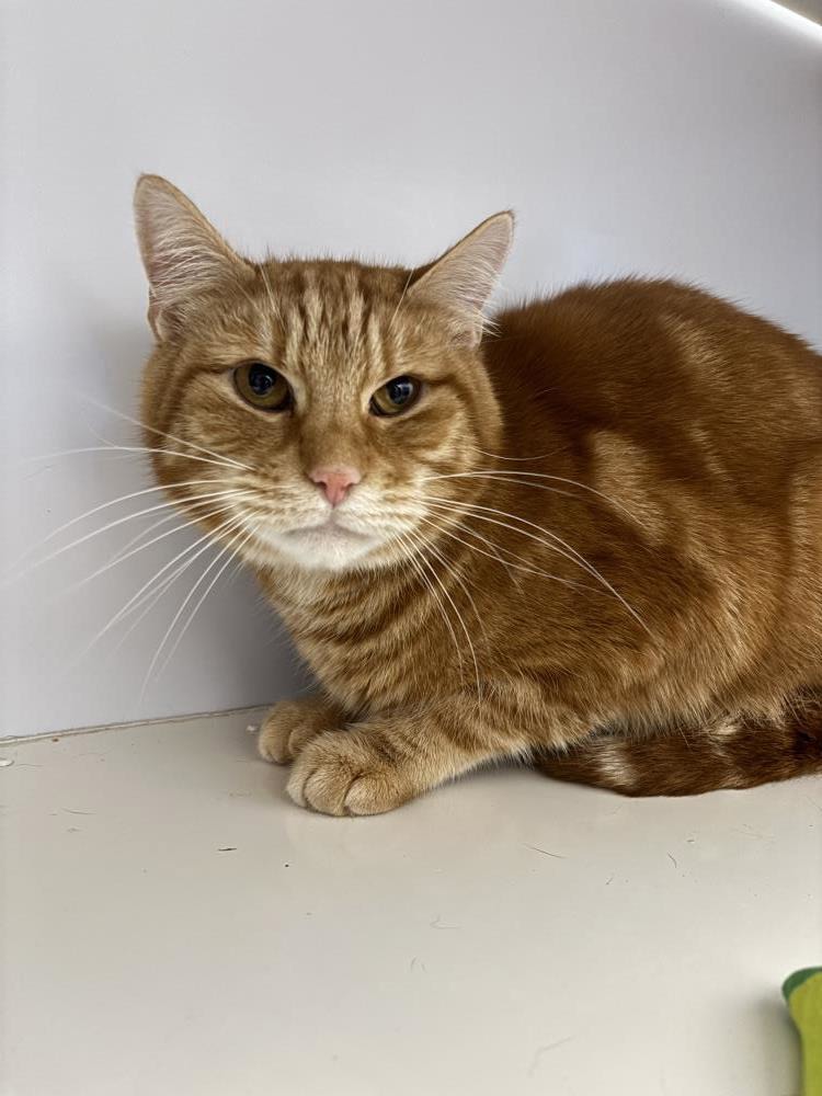 Jinx — Domestic Cat